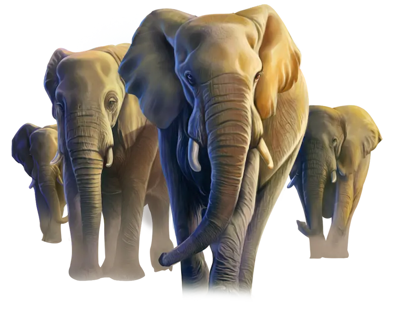 African Elephant Elefanten Jokerstar